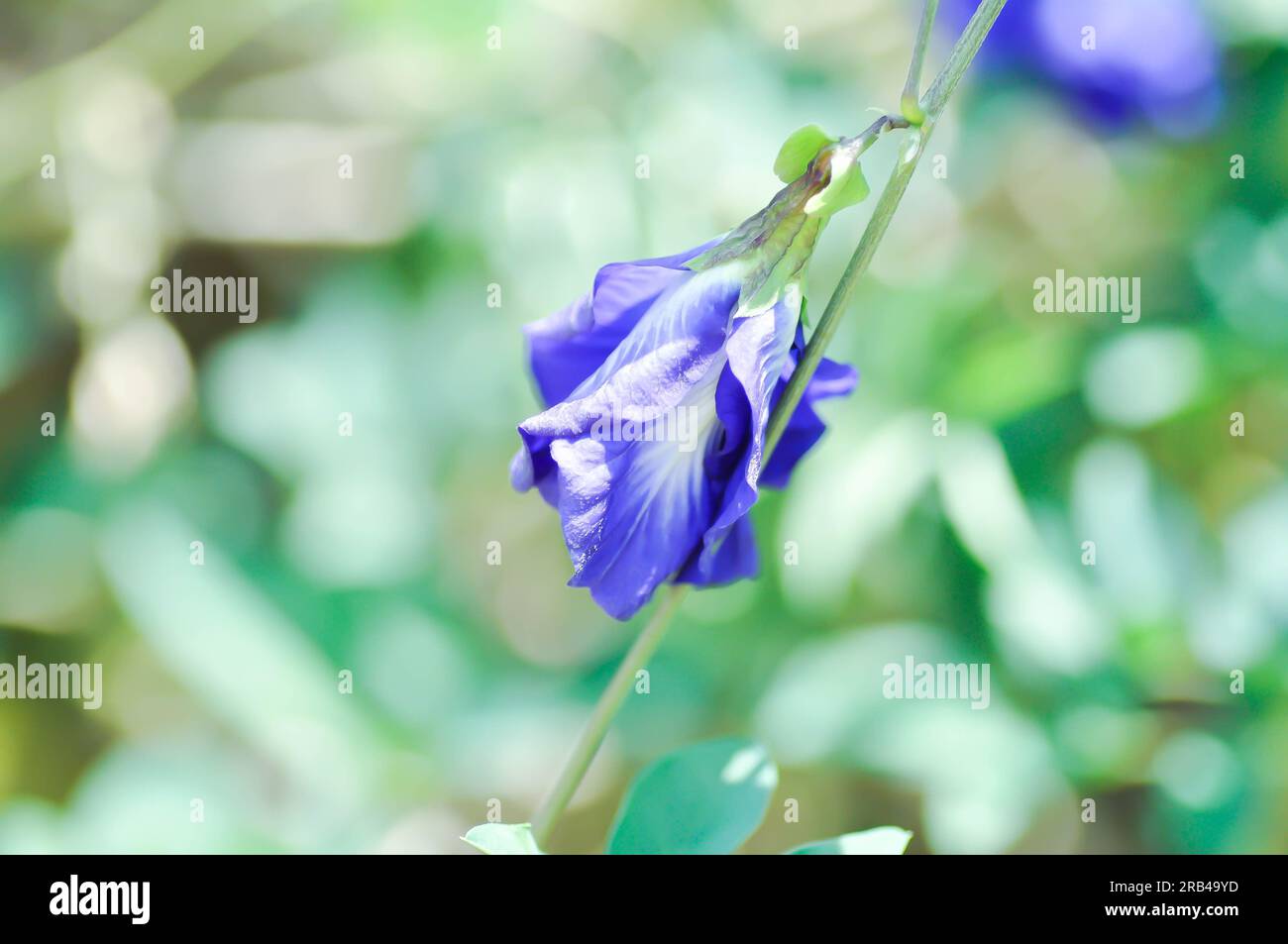 butterfly pea , blue pea flower or Clitoria ternatea L or PAPILIONACEAE or purple flower Stock Photo
