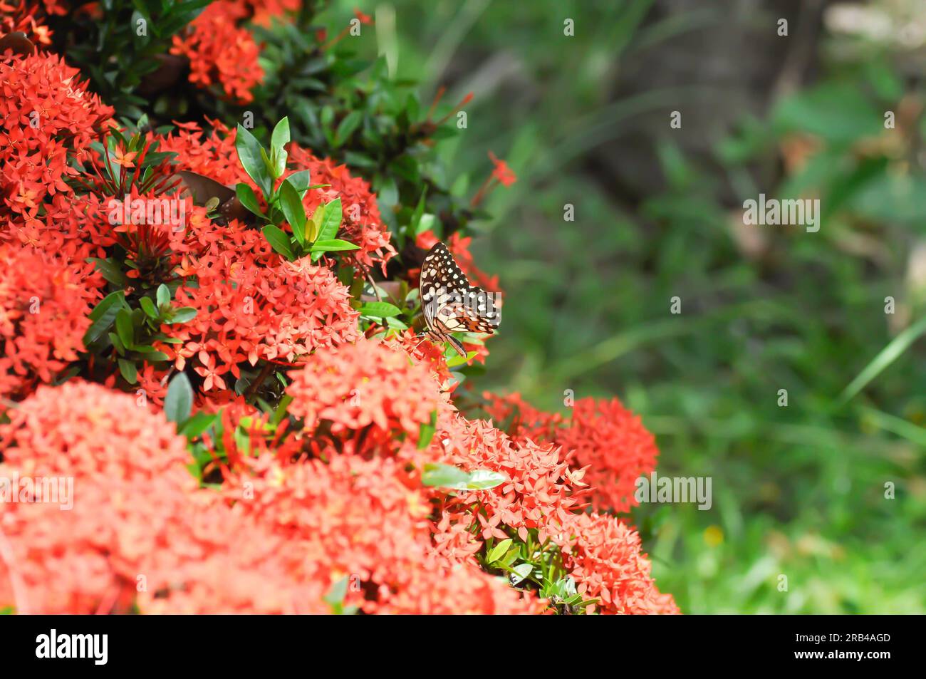 butterfly on Ixora chinensis Lamk, Ixora spp or Zephyranthes or West Indian Jasmine or red flower Stock Photo