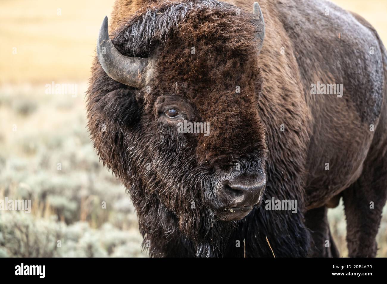 Close-up of American Bison in Yellowstone National Park Stock Photo