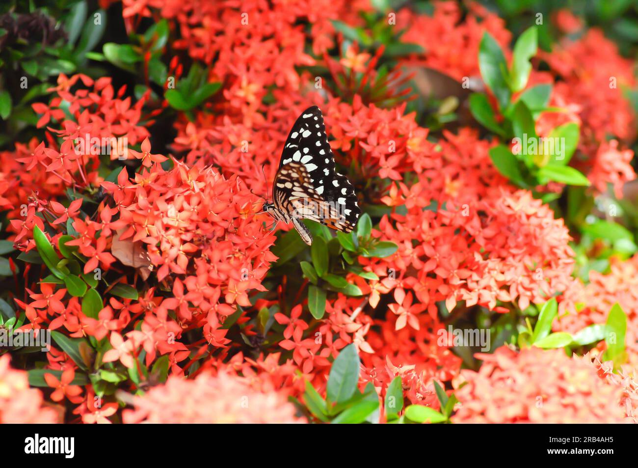 butterfly on Ixora chinensis Lamk, Ixora spp or Zephyranthes or West Indian Jasmine or red flower Stock Photo