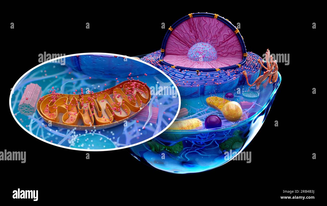 4K abstract illustration of the biological cell and the mitochondria Stock Photo