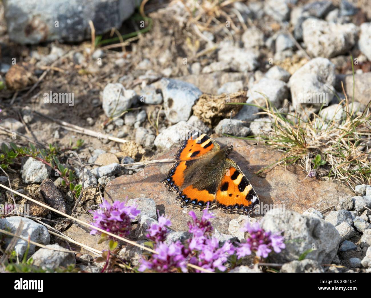 A widespread butterfly in the UK. They are found in nearly every habitat and their rich orange