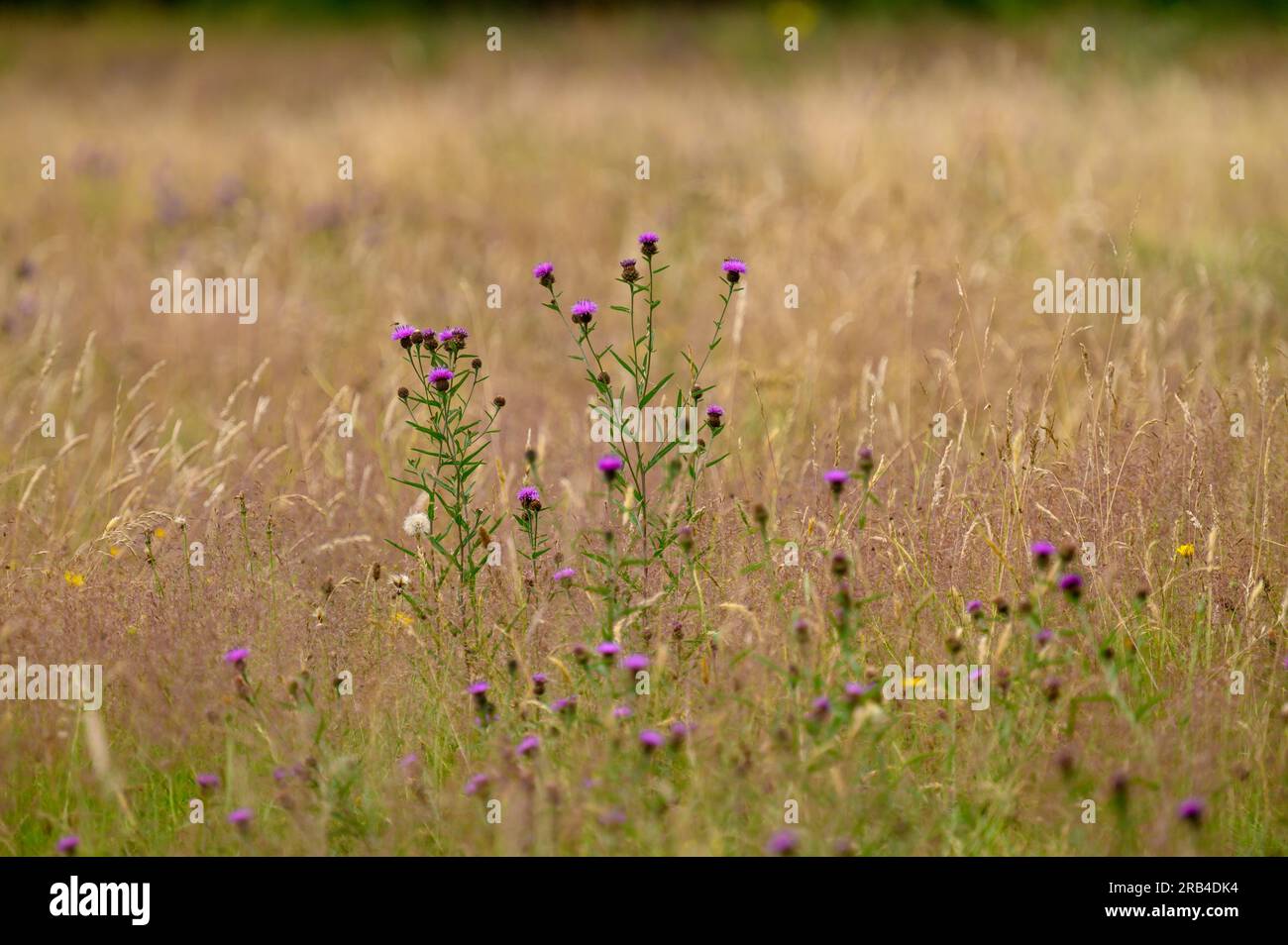 Various colourful wildflower plants in a field amongst lomg grassess. Stock Photo