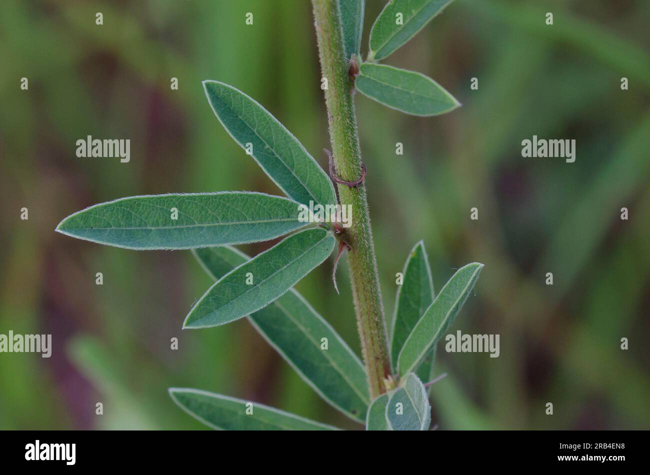 Sessileleaf Ticktrefoil, Desmodium sessilifolium, stem and leaves Stock Photo