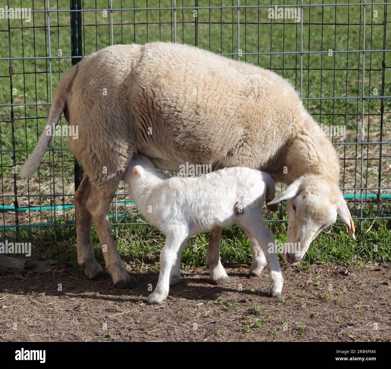 Nursing lamb under a Katahdin sheep ewe in its protective enclosure