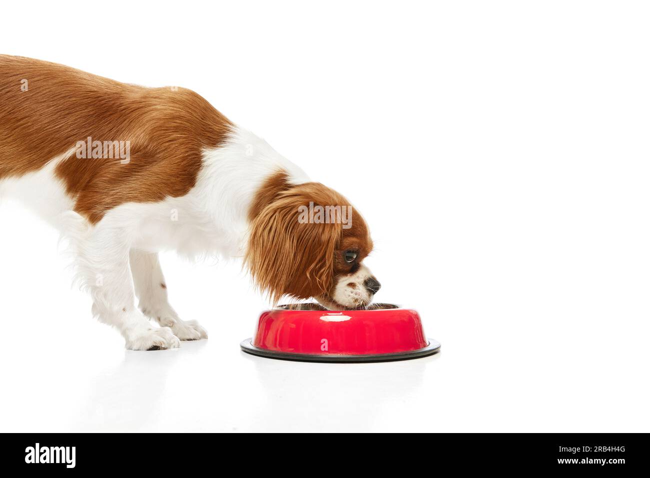 Beautiful, purebred dog of Cavalier King Charles Spaniel eating food