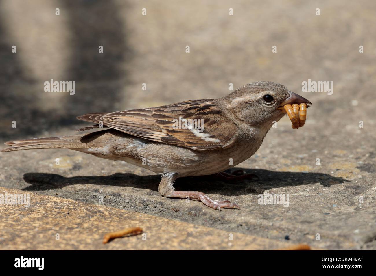 Meal worms in sparrows bill hi-res stock photography and images - Alamy