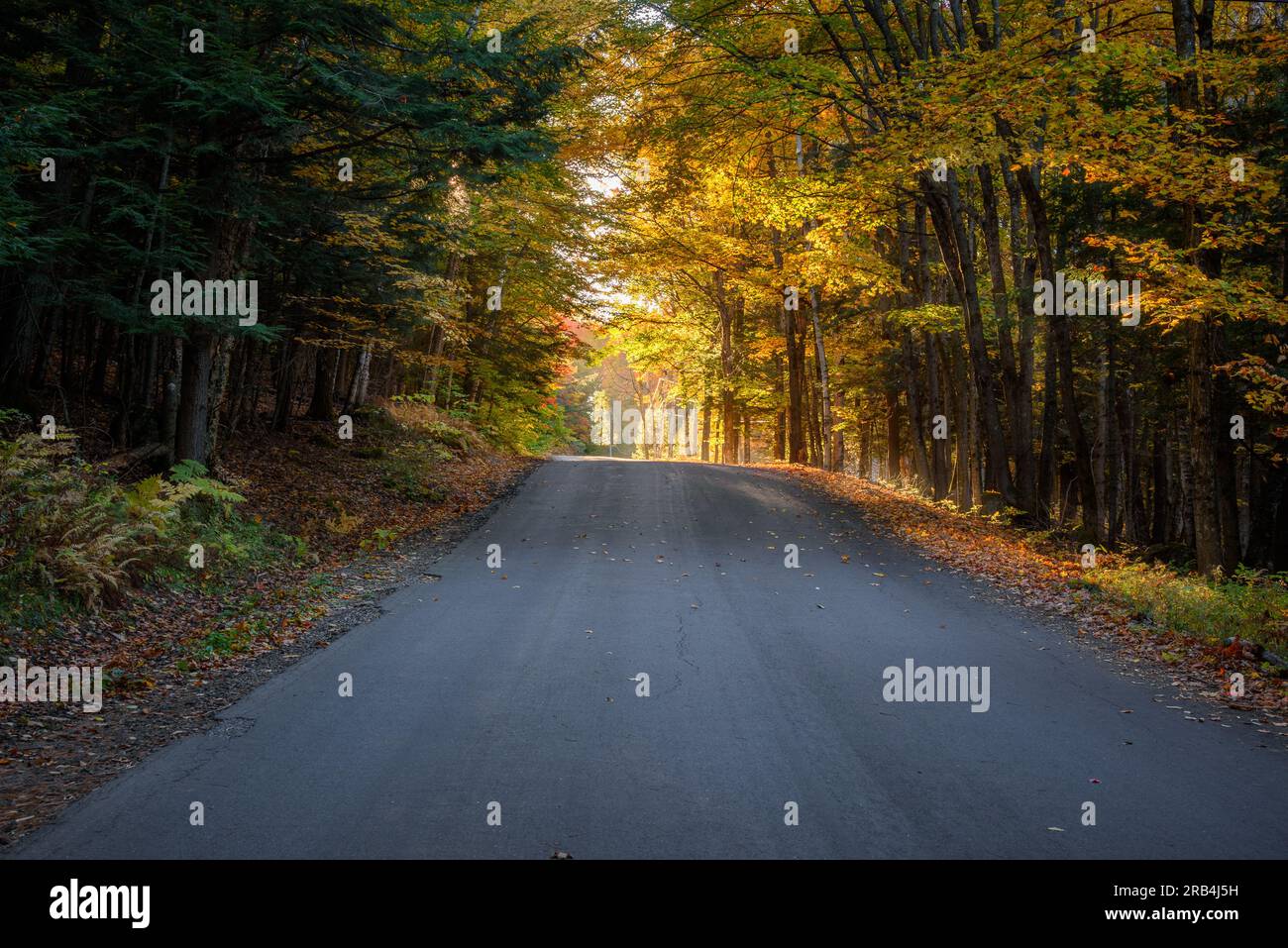 Tree canopy road hi-res stock photography and images - Alamy