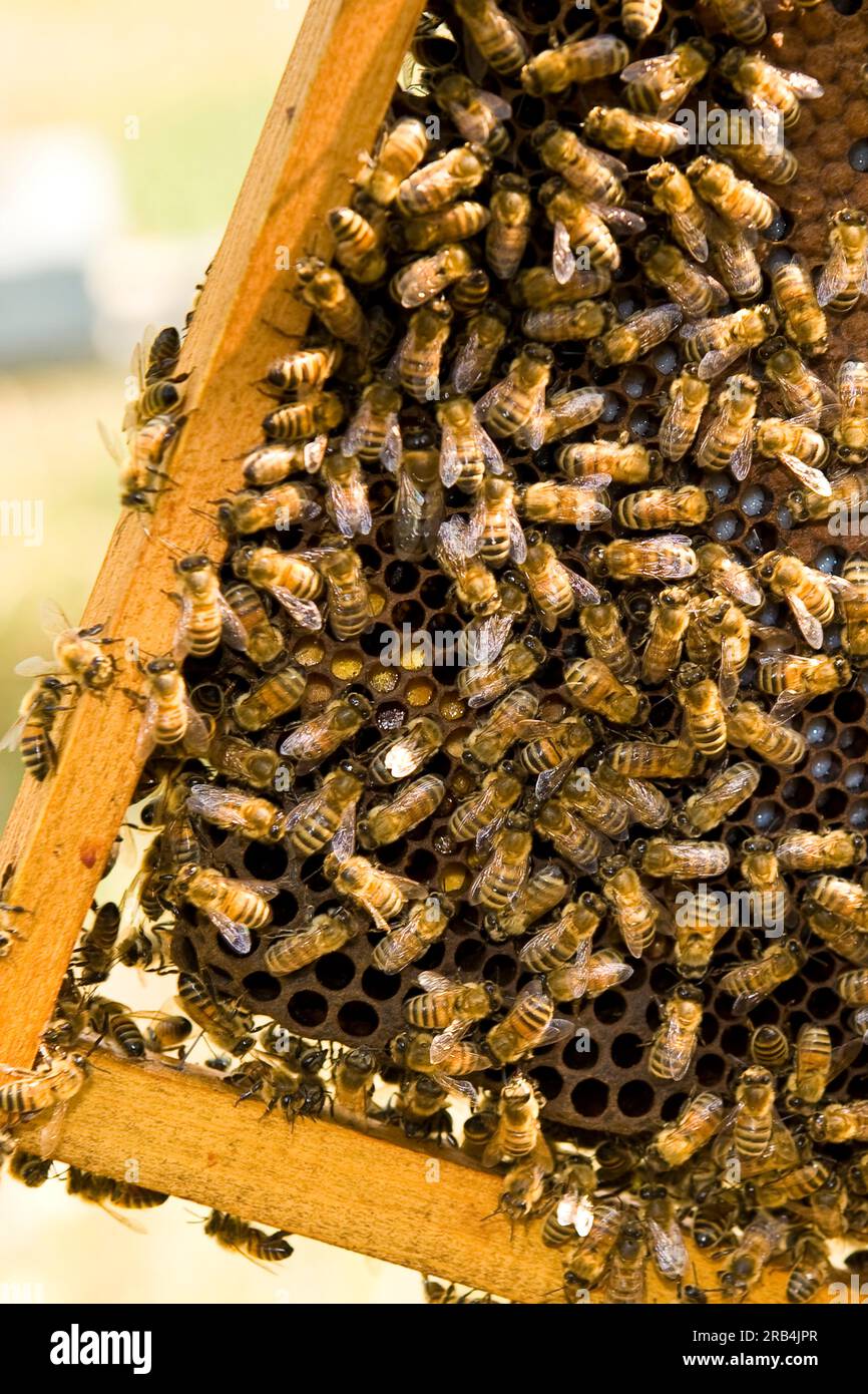 Bee rearing hi-res stock photography and images - Alamy