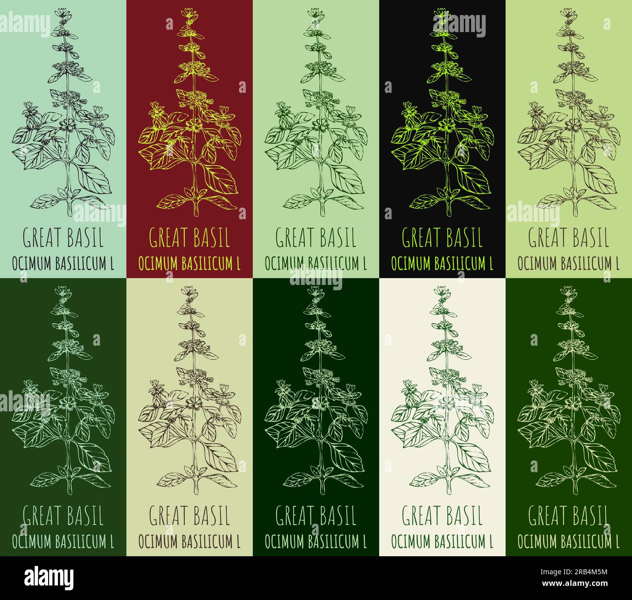Set of drawing GREAT BASIL in various colors. Hand drawn illustration
