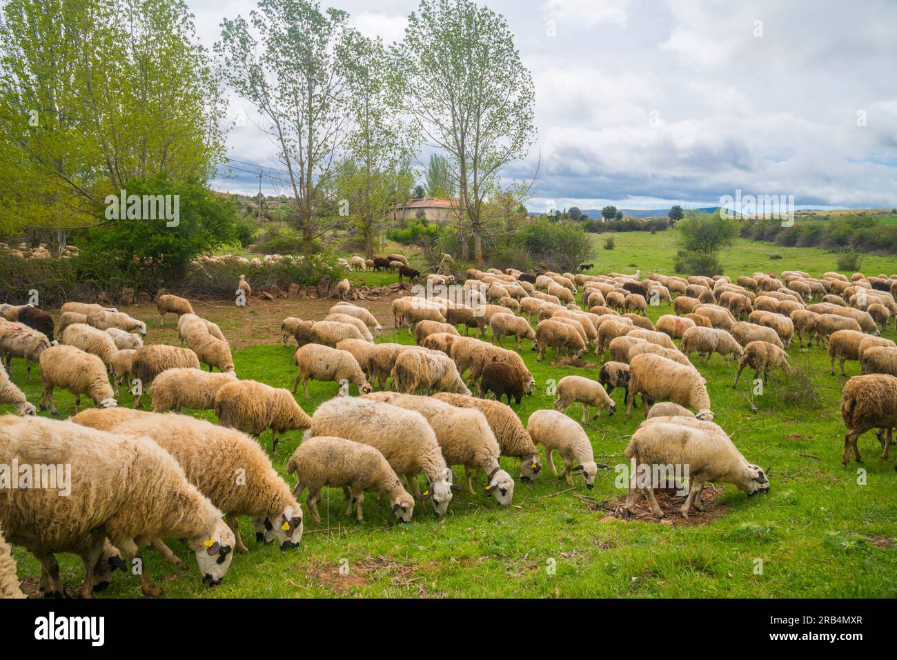 Flock of sheep. Tiermes, Soria province, Castilla Leon, Spain. Stock Photo