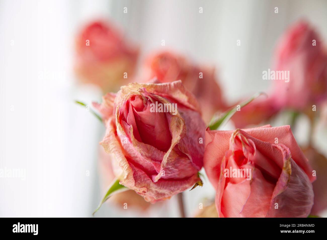 Several pink dried rose buds against light background. Group of beautiful dead flowers close-up as a concept of passed time, sadness, depression - Stock Image