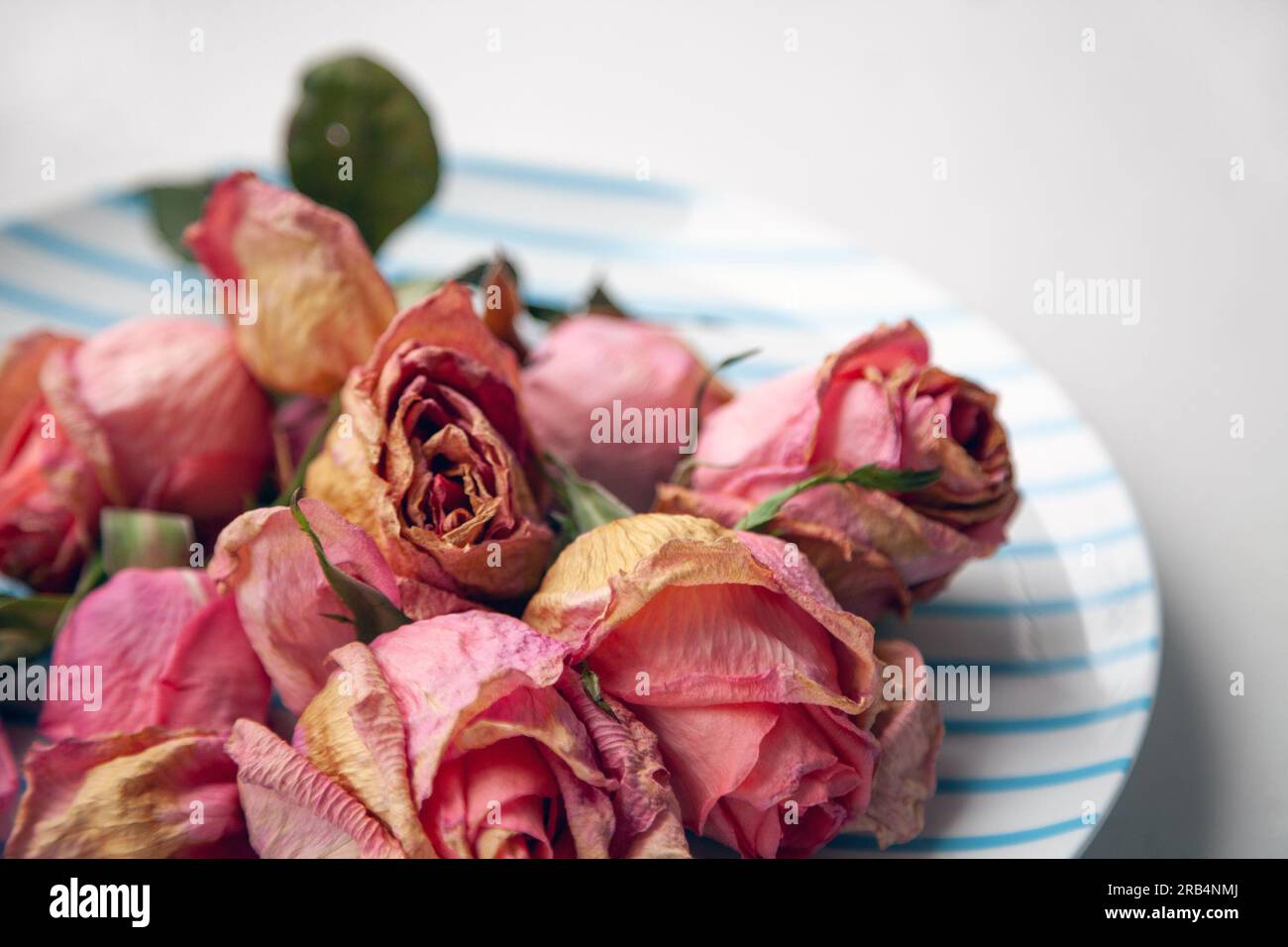 Several pink dried rose buds on a plate as interior decor. Group of beautiful dead flowers close-up as a concept of passed time, sadness, depression. - Stock Image