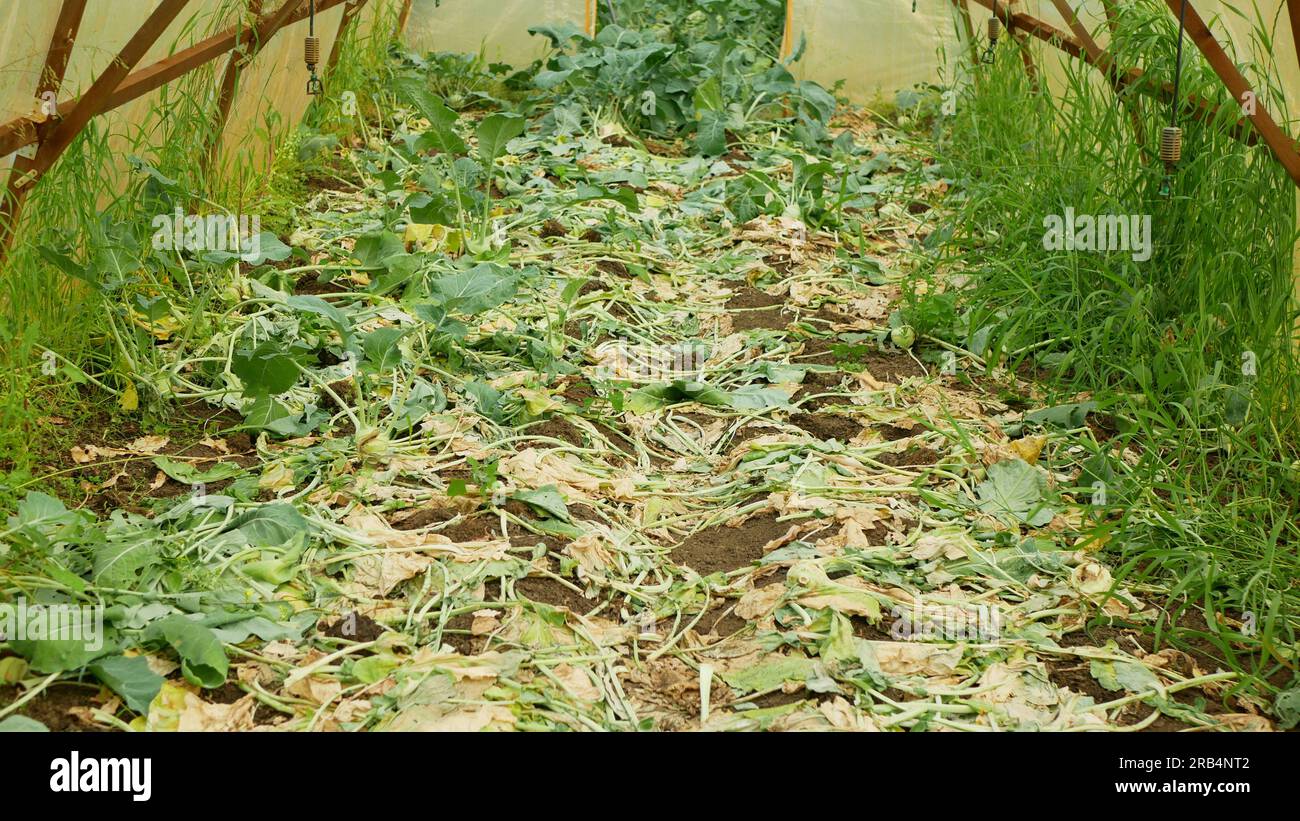 Kohlrabi rotten greenhouse foil waste wilted bio discarded organic rot rust mold fungi planting plant mouldy detail seedlings tuber bio detail field l Stock Photo
