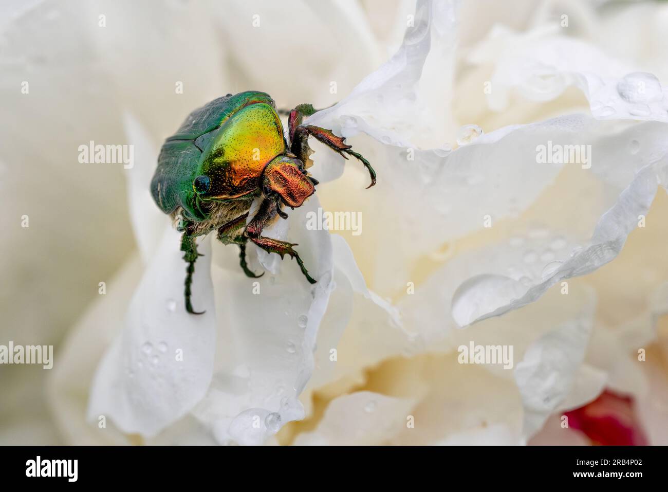 Black rose chafer hi-res stock photography and images - Alamy