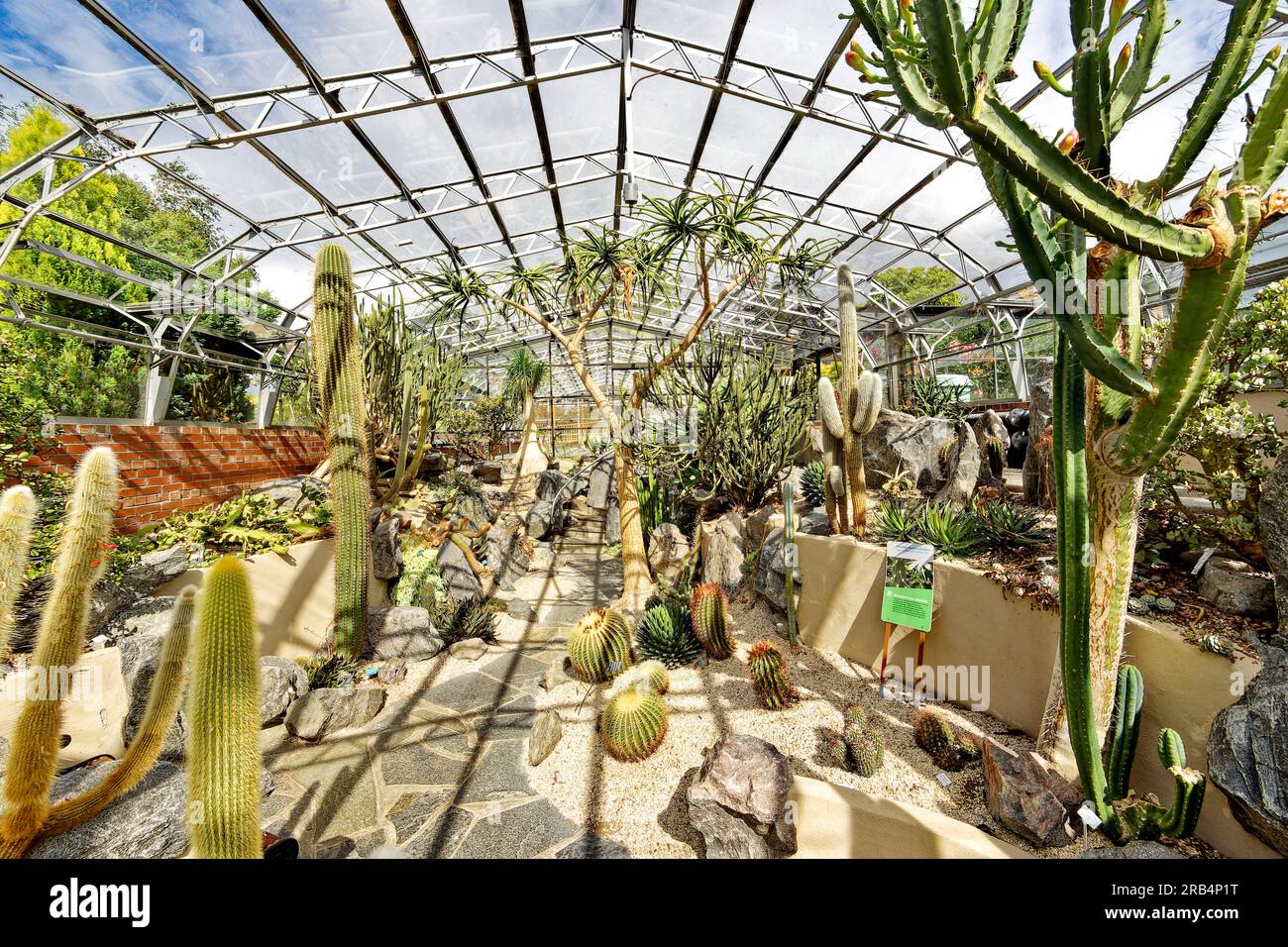 Inverness Botanic Gardens Scotland interior of the Cactus greenhouse and large selection of cacti Stock Photo