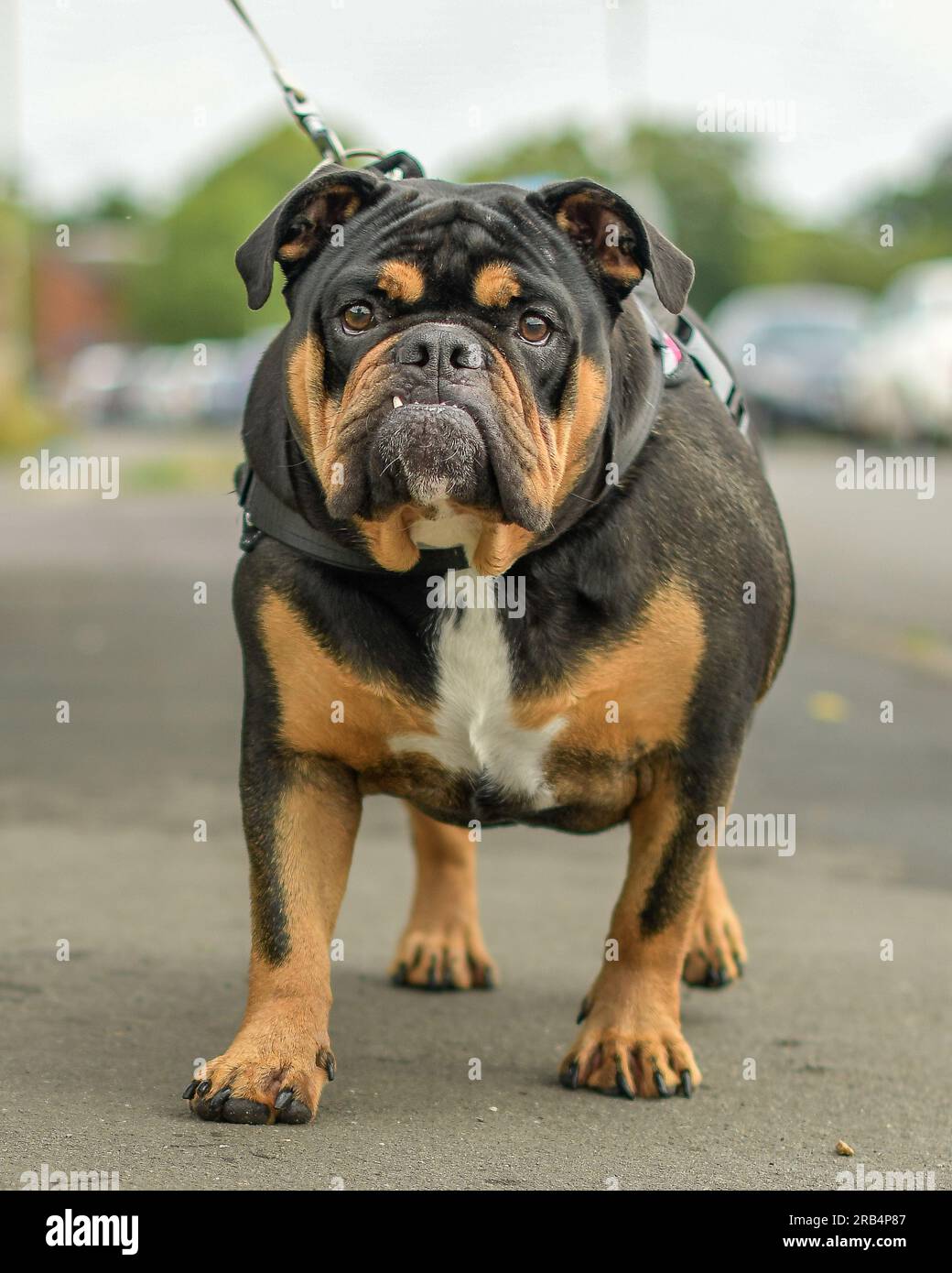 English bulldog Stock Photo