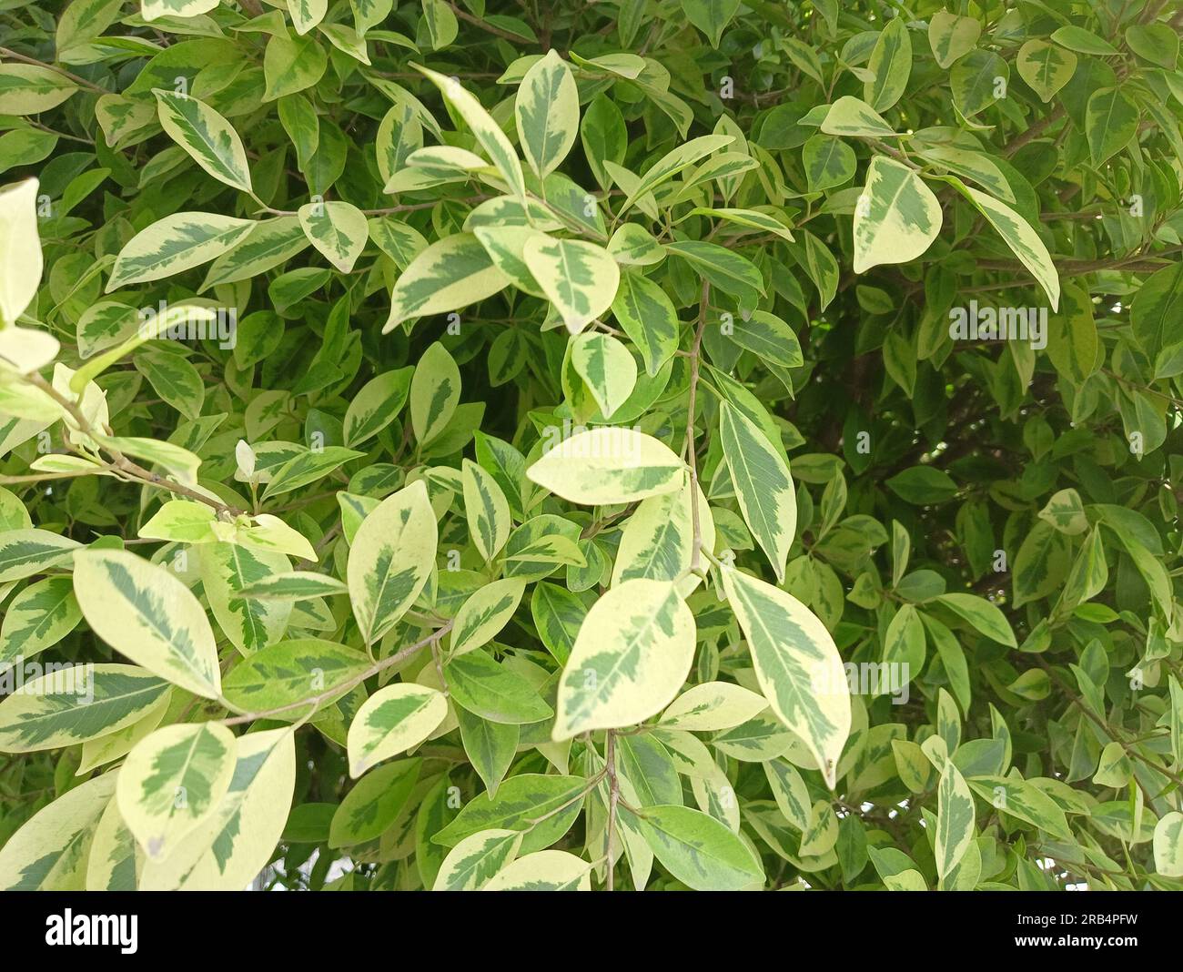 close up photo of Ficus Variegata leaves during the day when exposed to the sun. Stock Photo