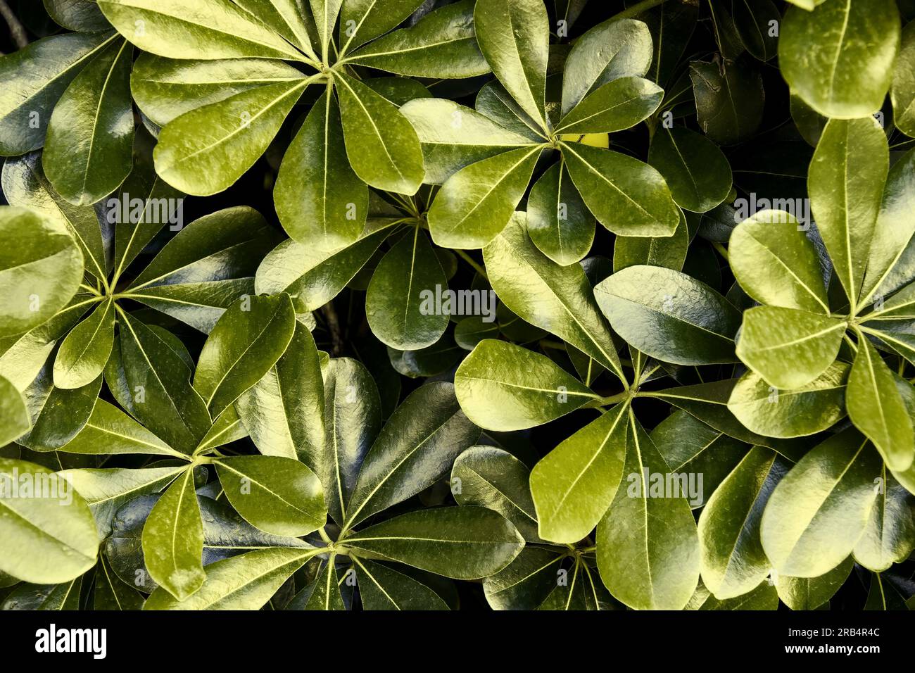 Nature background with closeup view of green bronze lush succulent leaves. Abstract foliage texture Stock Photo