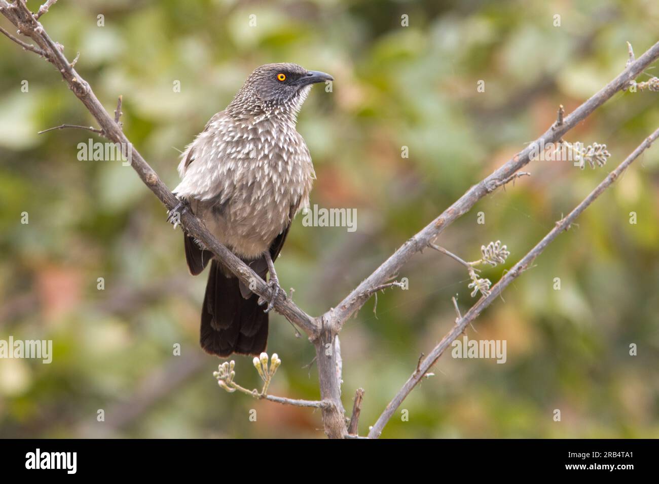 Arrow-marked Babbler Stock Photo