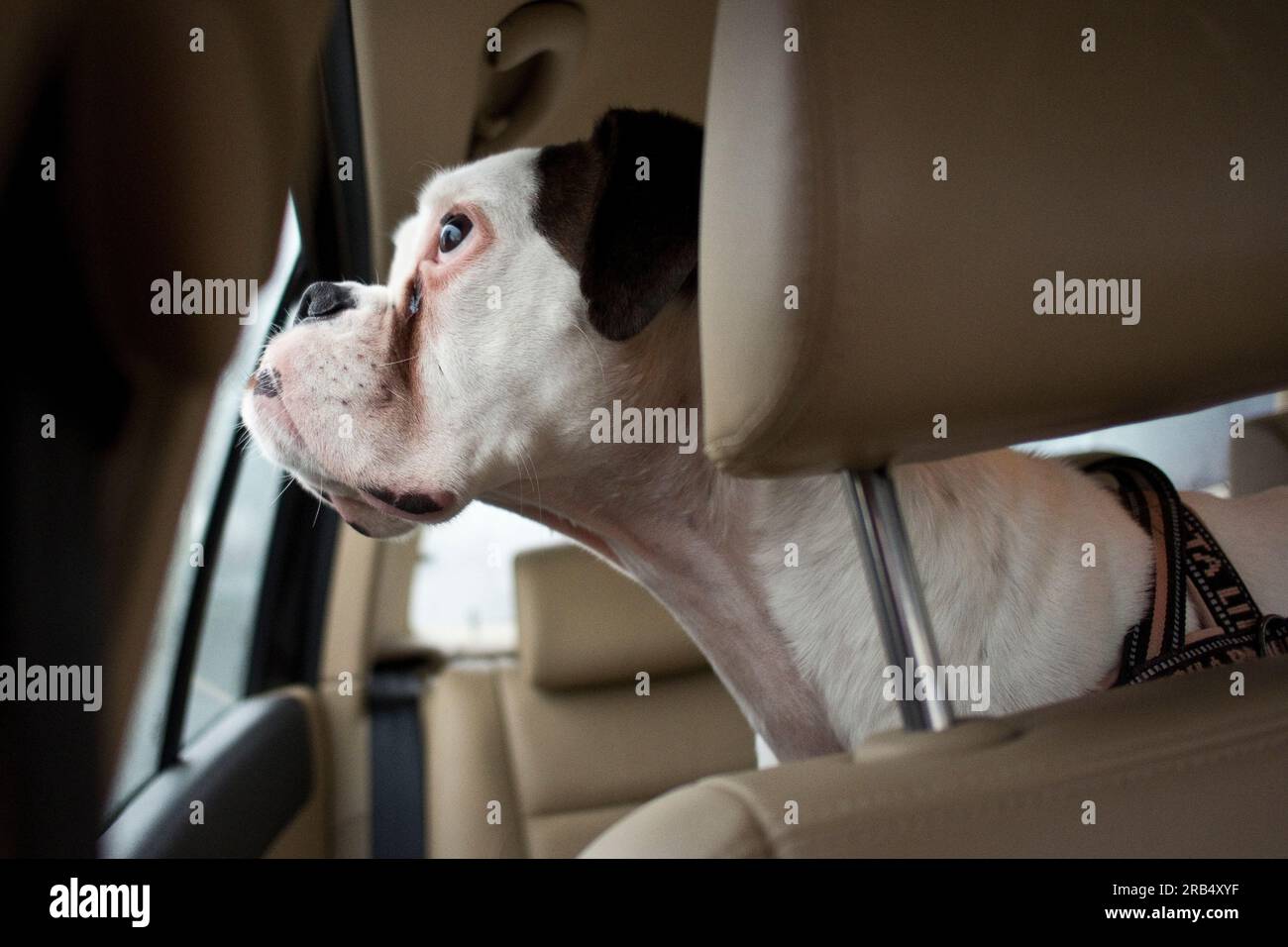 Dog in a car Stock Photo Alamy