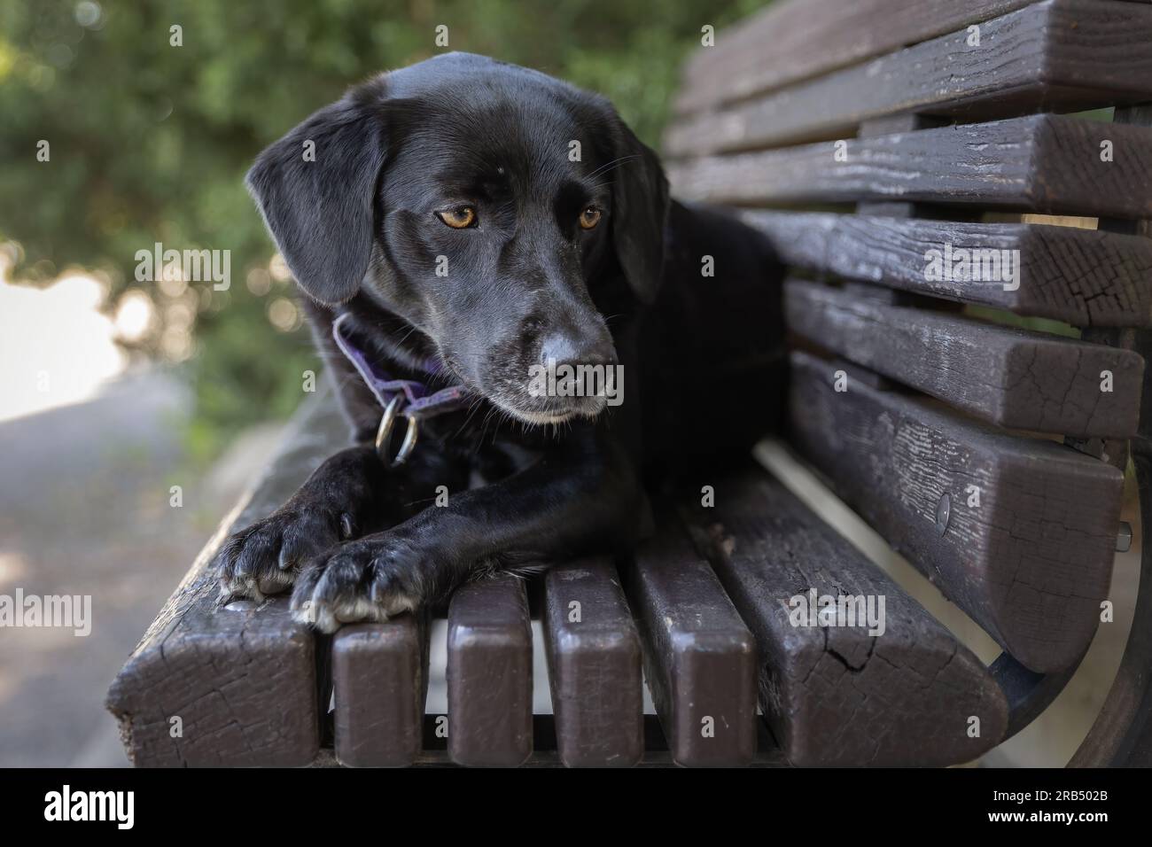 Black Labrador Retriever sitting on a bench in the park. Stock Photo