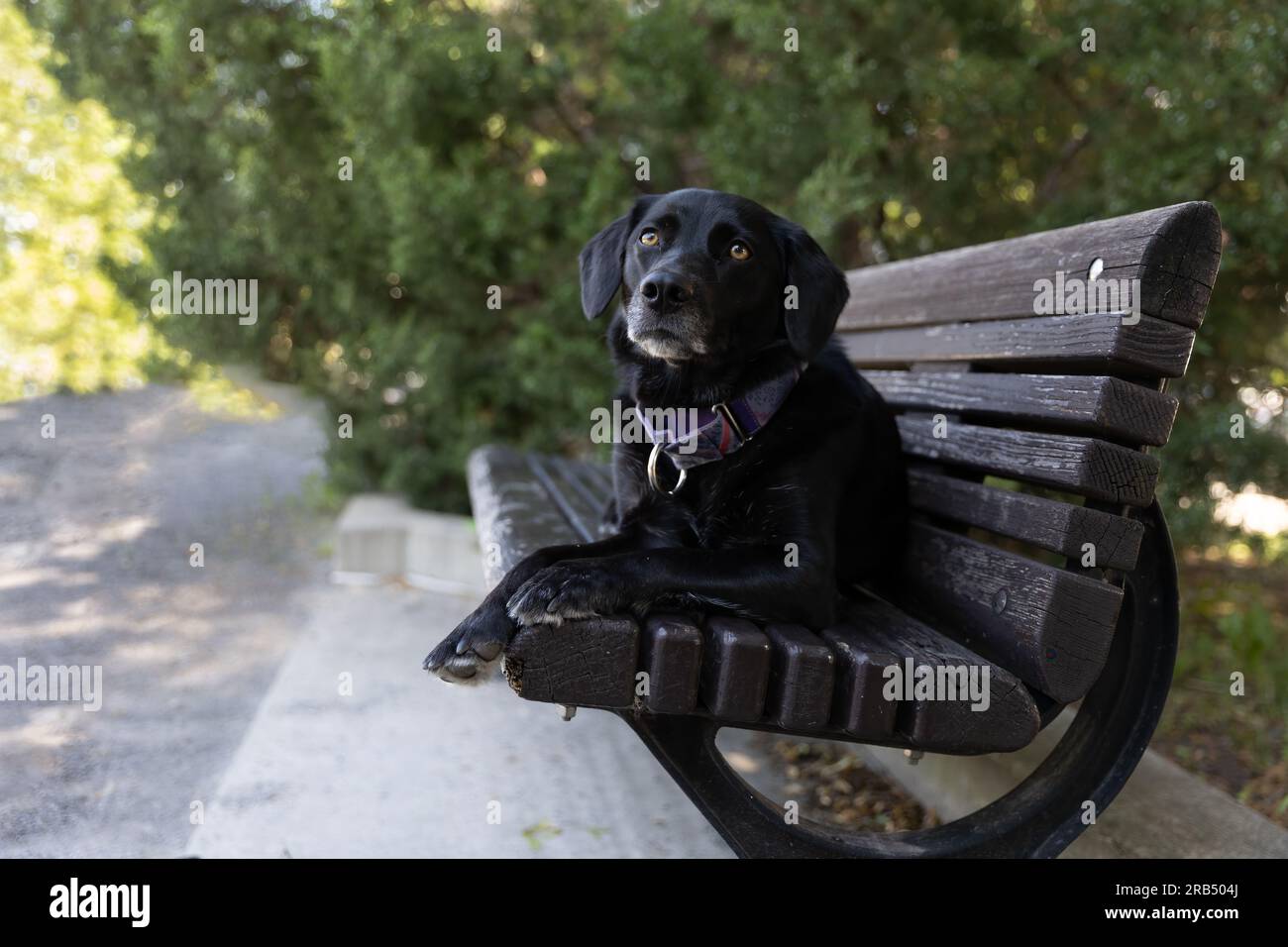 Black Labrador Retriever sitting on a bench in the park. Stock Photo