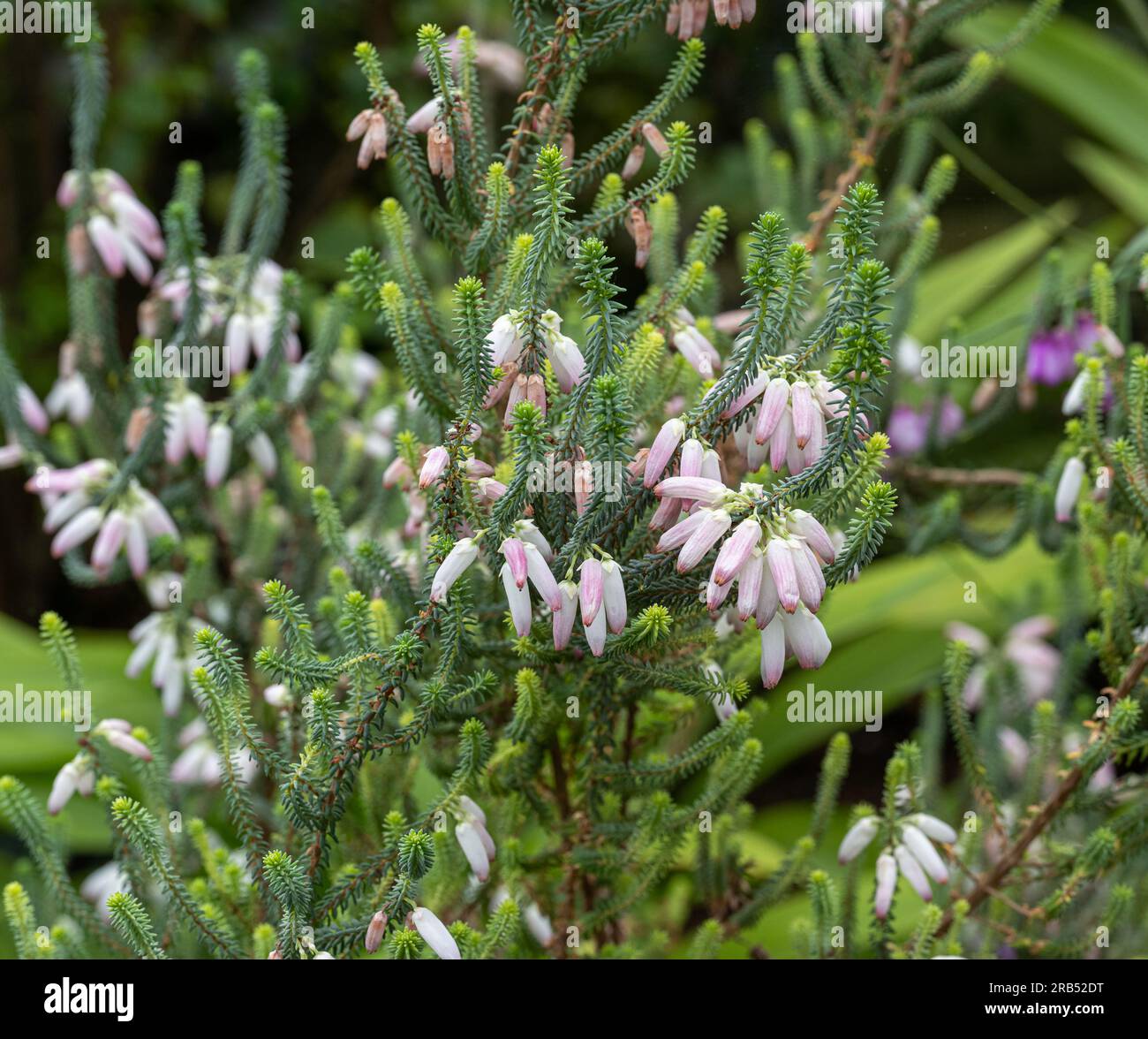 Bridal Heath / Albertinia Heath- Erica baueri / bauera- Family Ericaceae Stock Photo