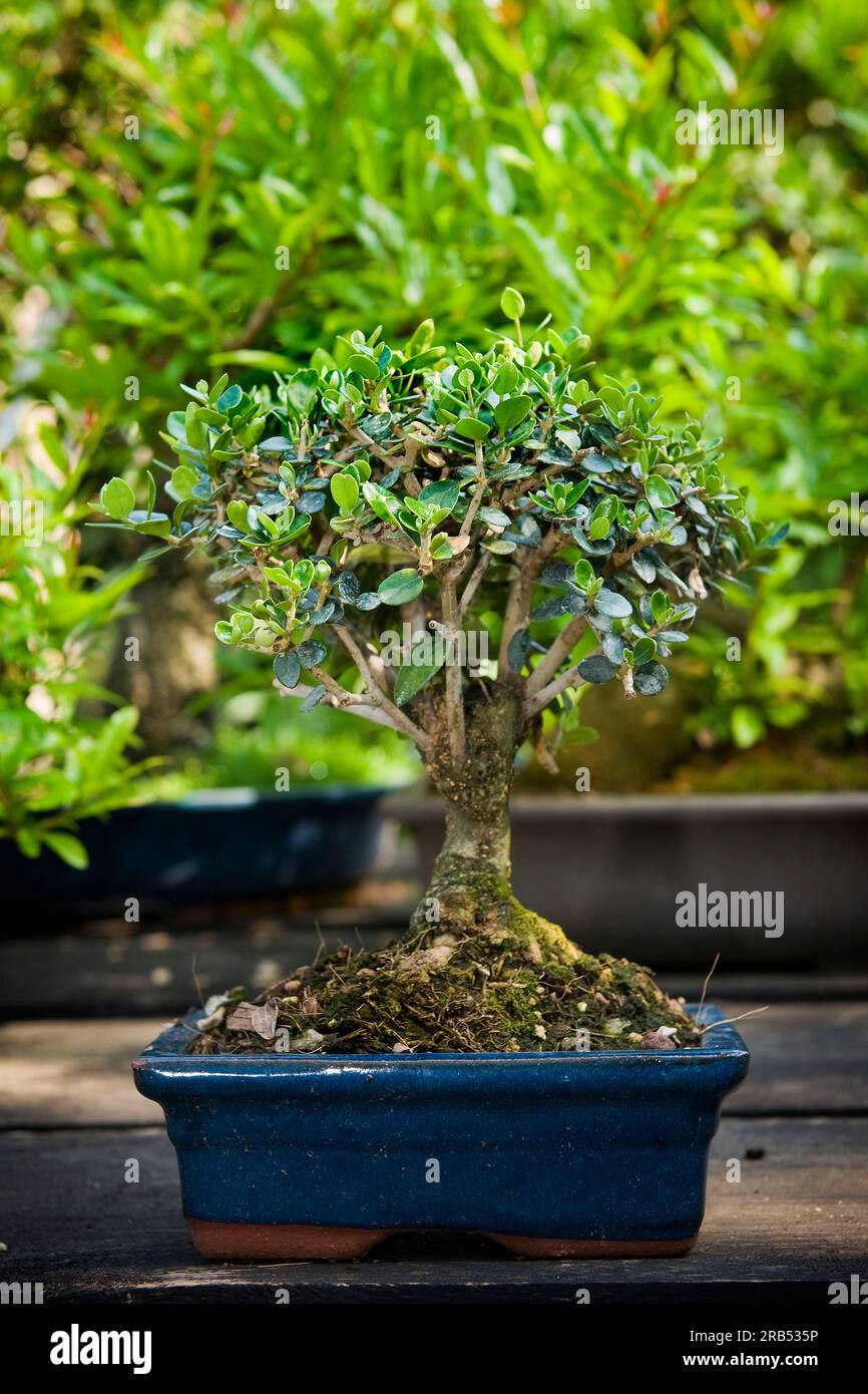 Olive tree. bonsai. albonsai. Milan. Italy Stock Photo Alamy