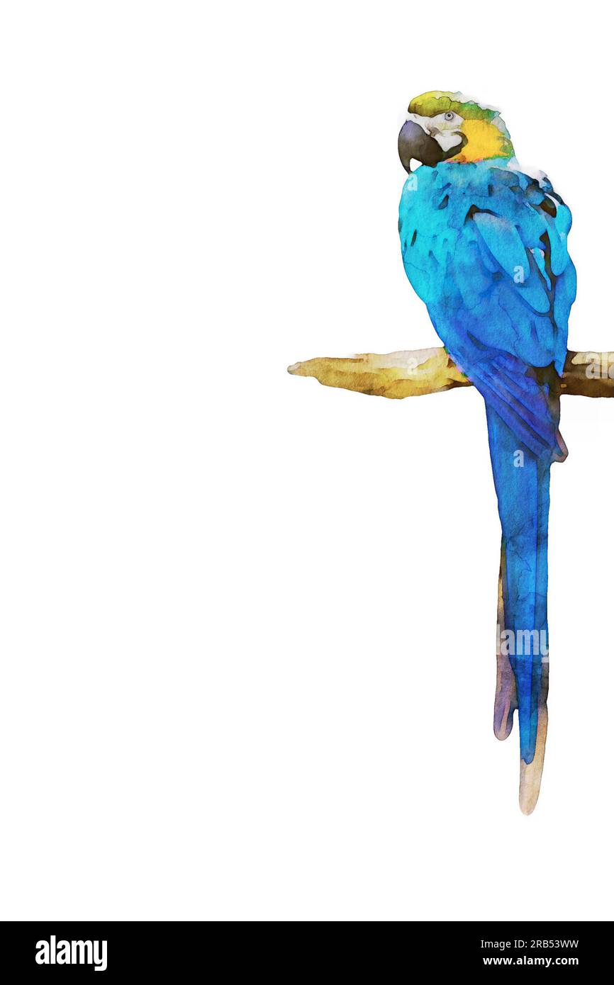 Digital watercolor painting of a colorful macaw perched on a tree branch isolated on a white background with copy-space Stock Photo