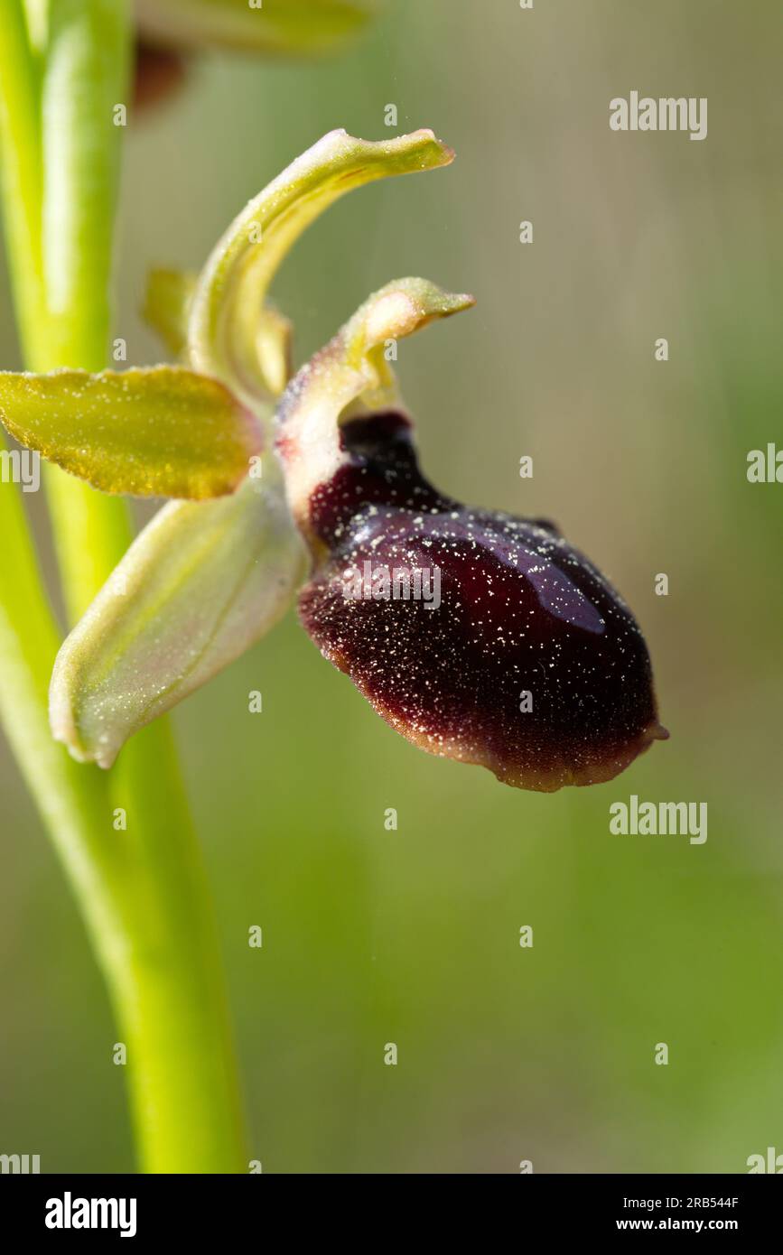 Foto de la orquidea Ophrys fusca (Abejera negra), Picture of Ophrys fusca ( sombre bee-orchid) orchid. Stock Photo