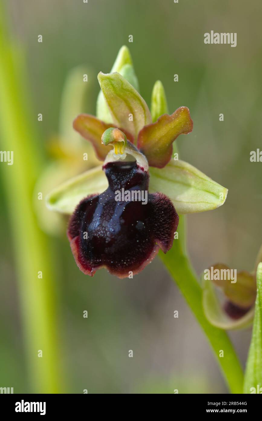 Foto de la orquidea Ophrys fusca (Abejera negra), Picture of Ophrys fusca ( sombre bee-orchid) orchid. Stock Photo