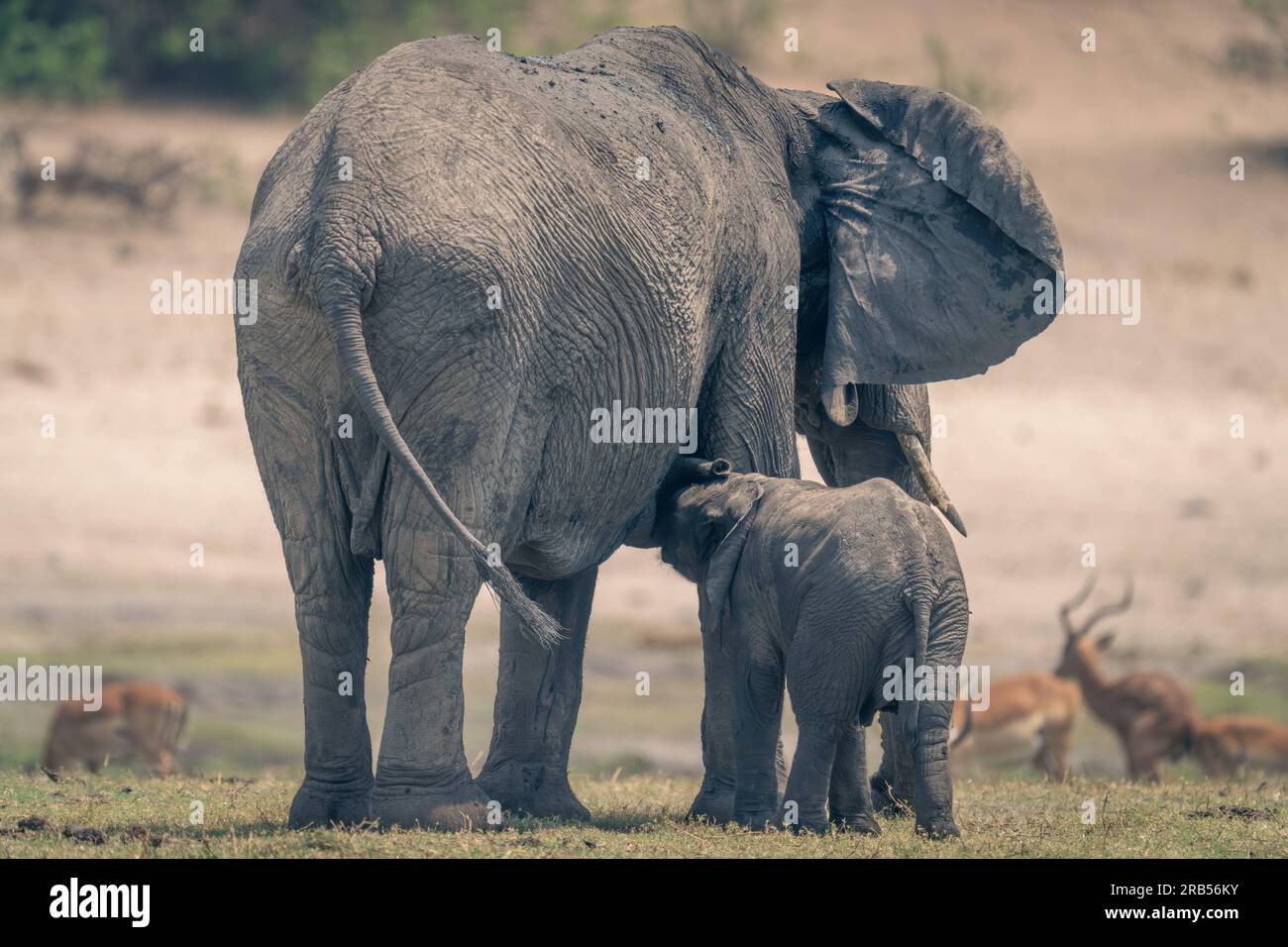Baby suckles from African elephant on floodplain Stock Photo - Alamy
