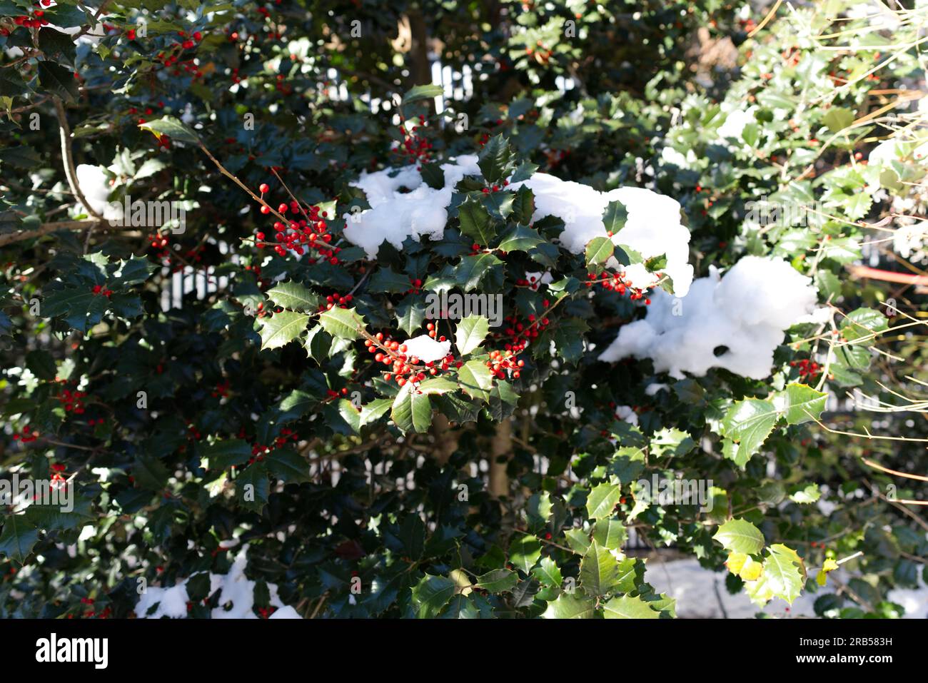 American Holly in the Snow Stock Photo