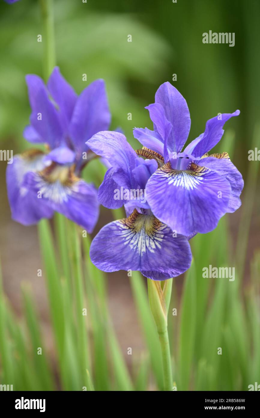 Beautiful spring garden with flowering Siberian irises in bloom Stock