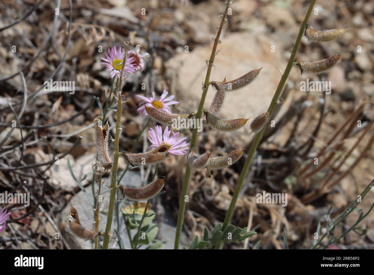 Cushenbury Milkvetch, Astragalus Albens, a native annual herb