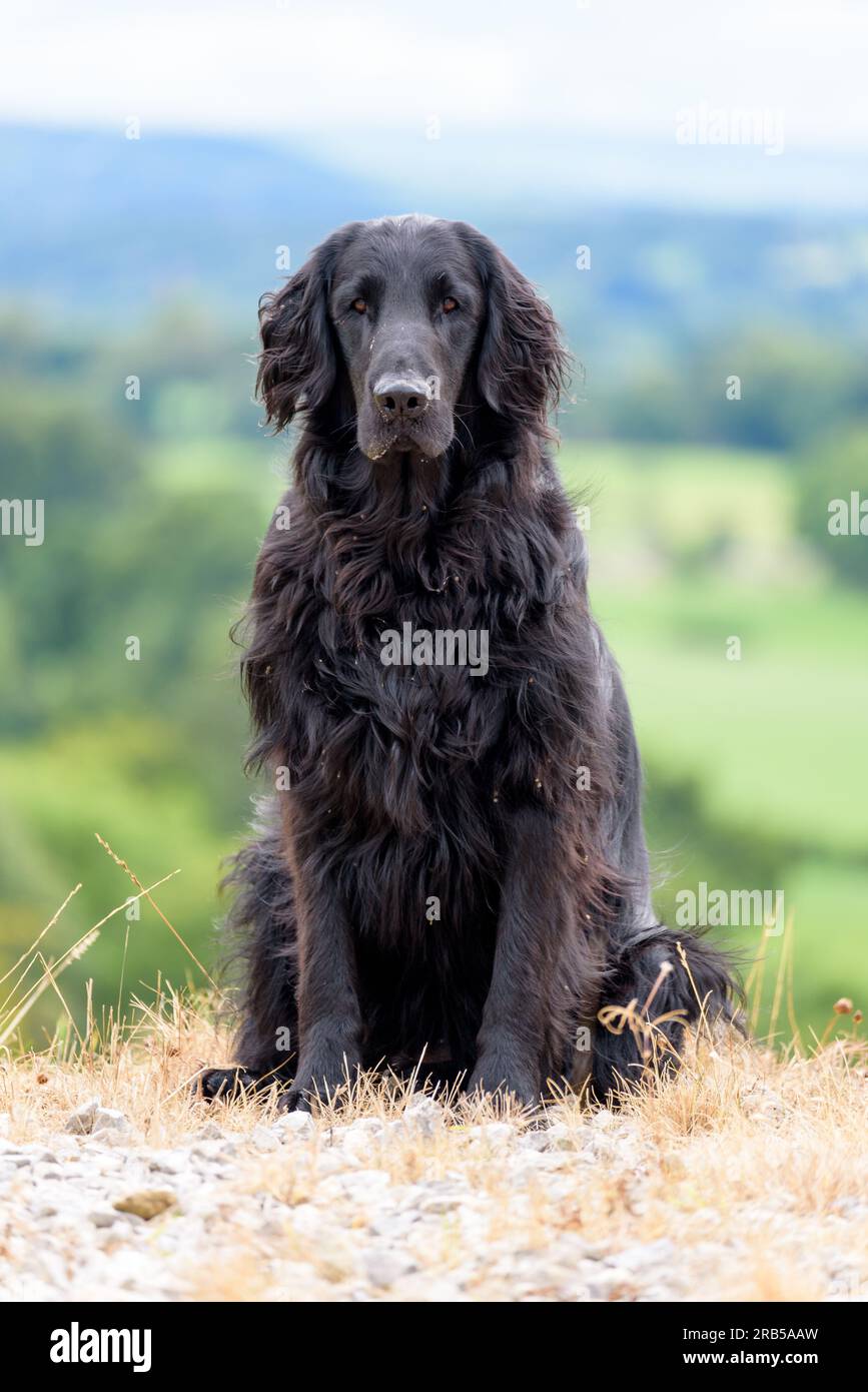 Flat Coated Retriever Dog Stock Photo Alamy