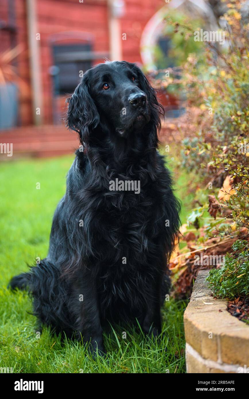 Flat Coated Retriever Dog Stock Photo
