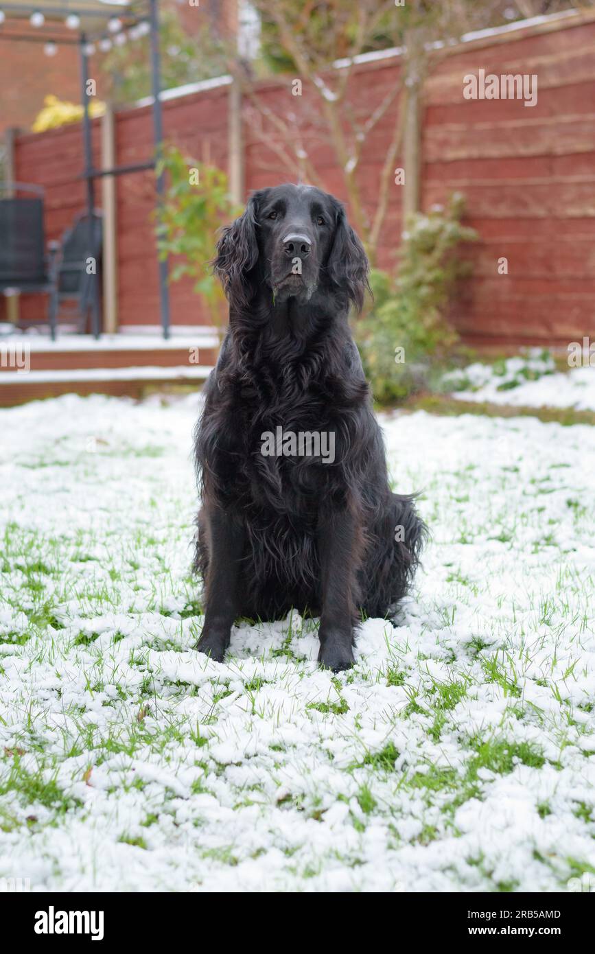 Flat Coated Retriever Dog Stock Photo