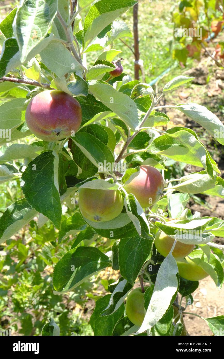 First year Gala Apples growing on young fruit tree Stock Photo