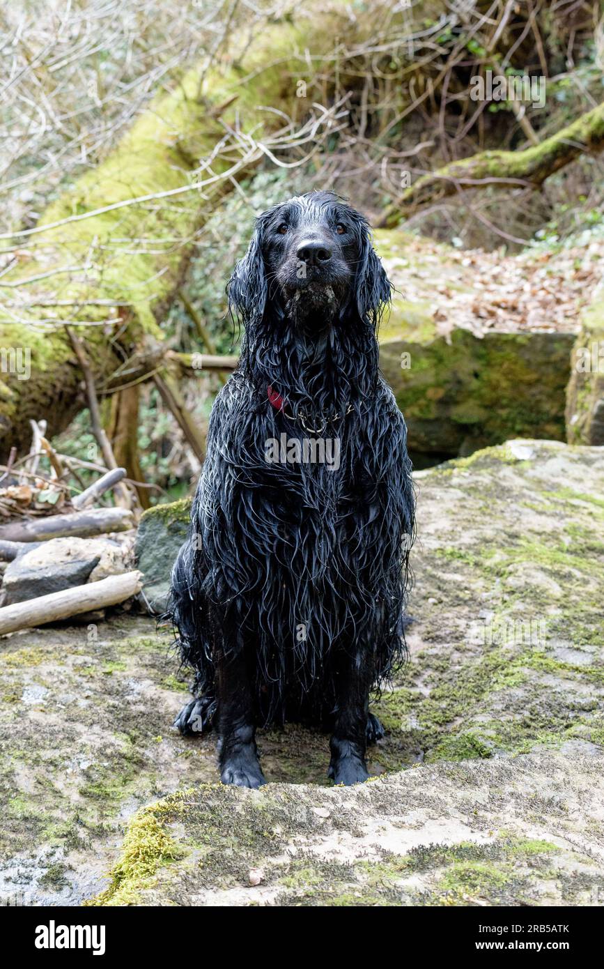 Flat Coated Retriever Dog Stock Photo