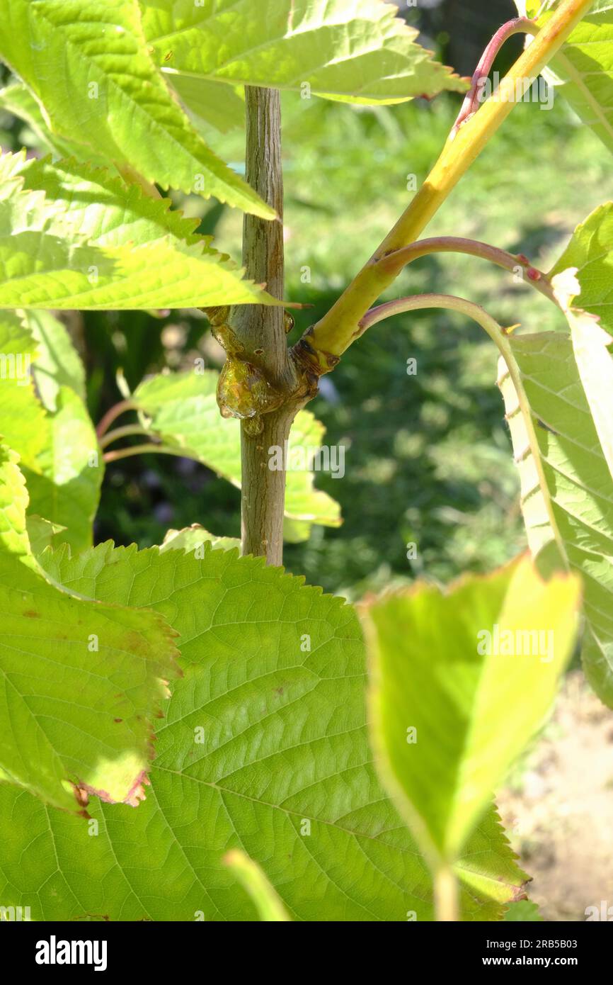 Gummosis growth on young Cherry tree Stock Photo