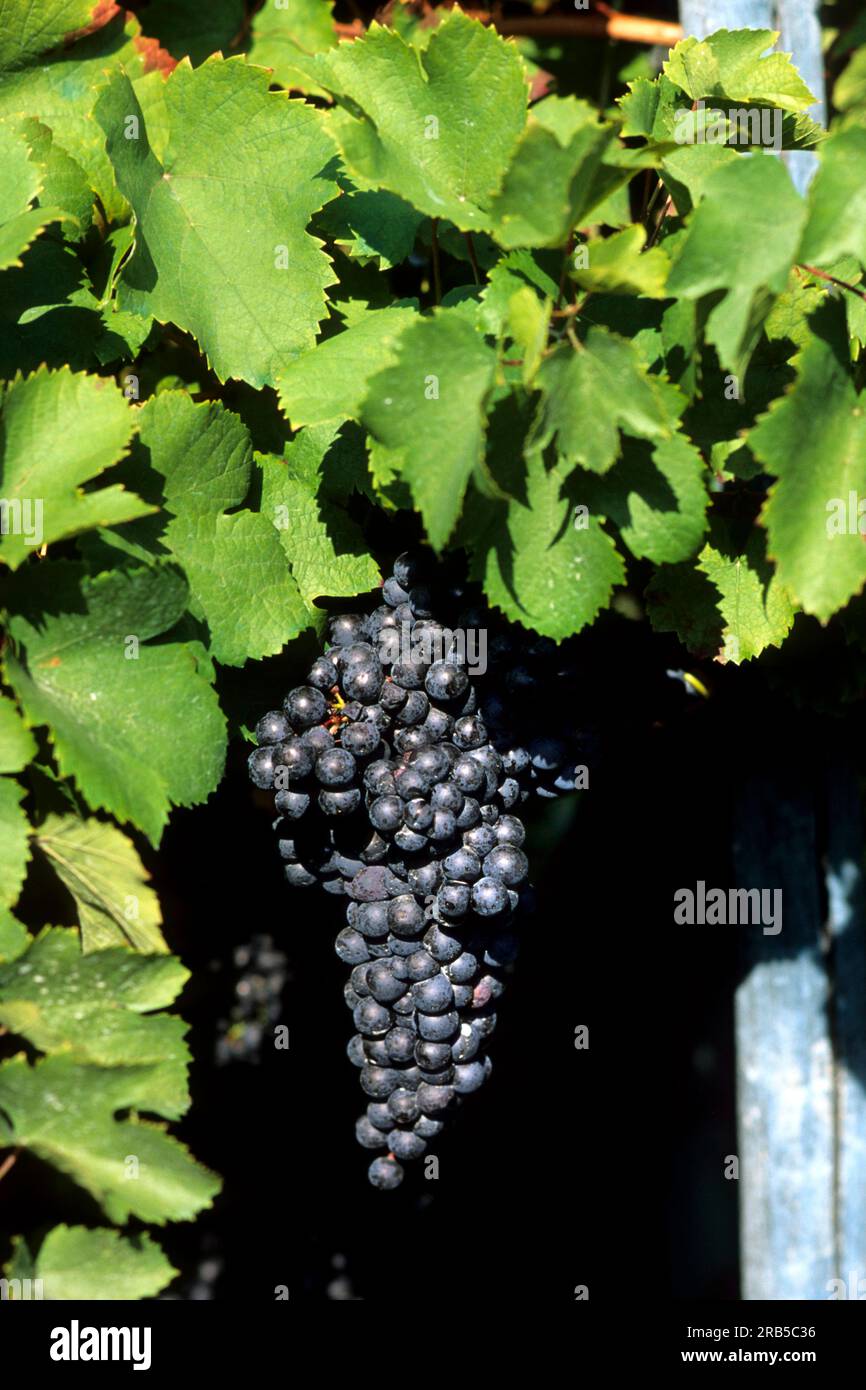 Grapes. Piedmont. Italy Stock Photo