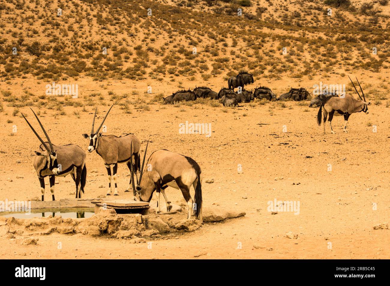 A small herd of Gemsbok and Blue Wildebeest at a small watering hole in the dry riverbed of the Nossob river in the Kgalagadi National Park Stock Photo