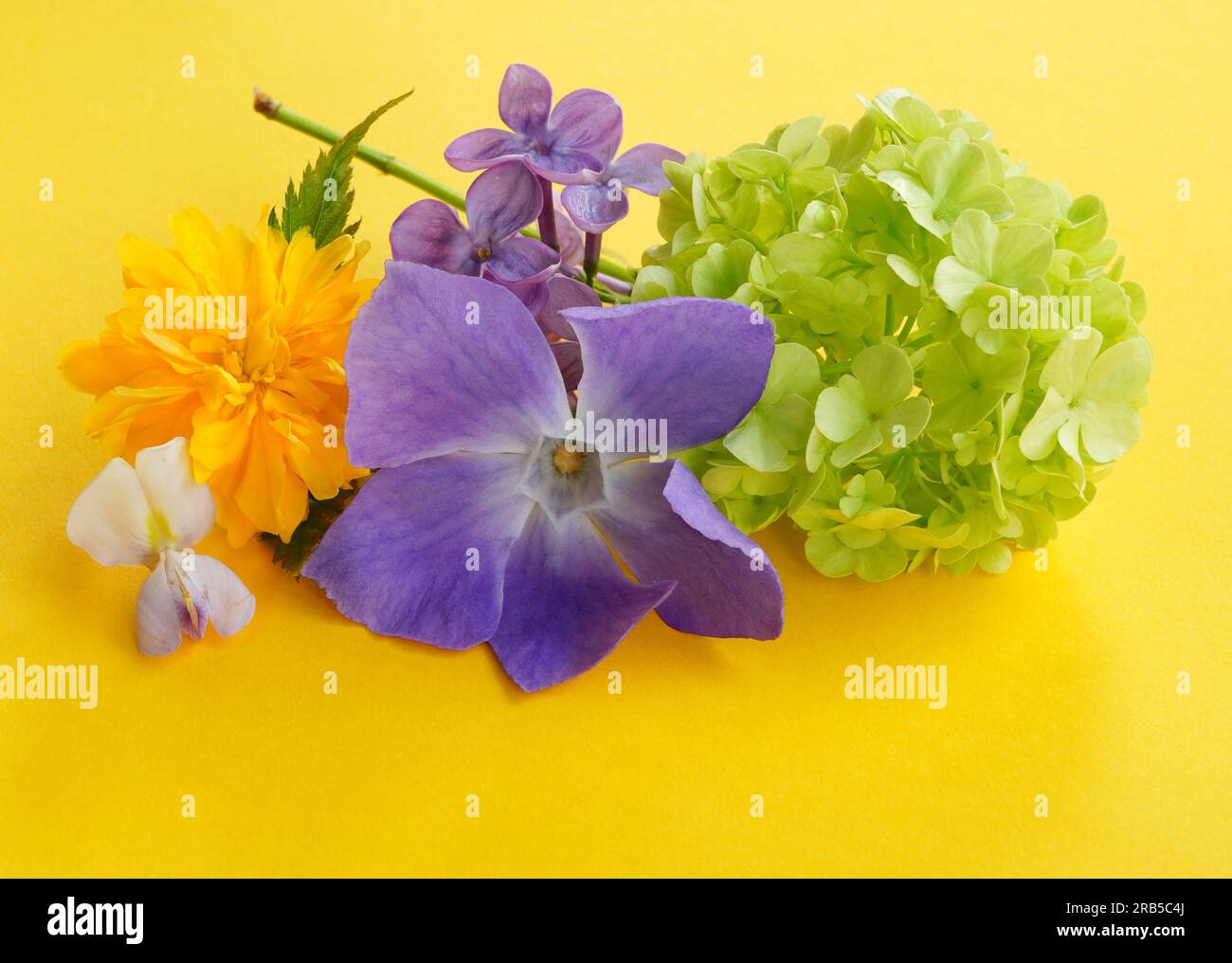 Closeup of green chinese snowball, yellow japanese kerria and purple lilac flowers bouquet on yellow background Stock Photo