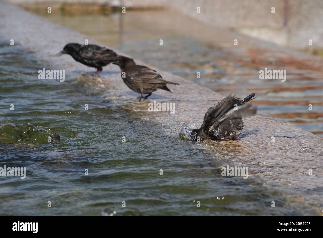 Moscow. Birds bathe in the fountain on Manezhnaya Square Stock Photo