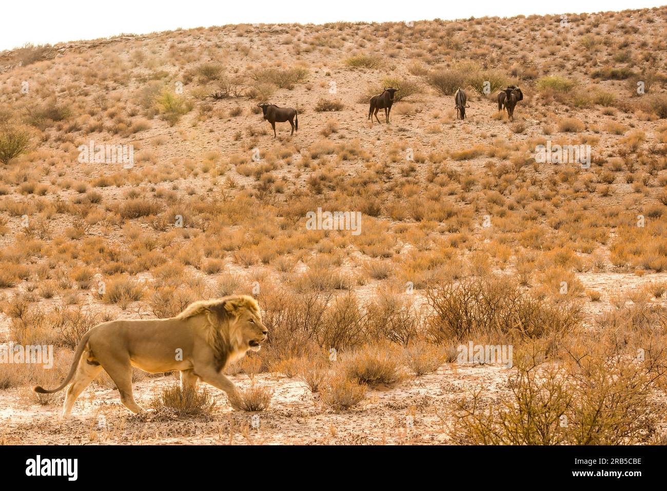 A majestic male Kalahari Lion patrolling his territory, with a group of nervous wildebeest looking on. Stock Photo