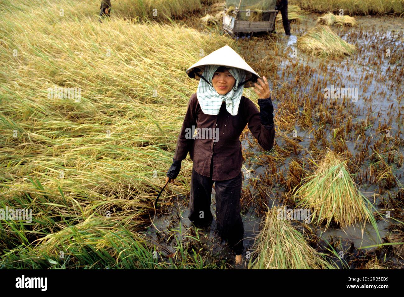 Vietnam ricefield hi-res stock photography and images - Alamy