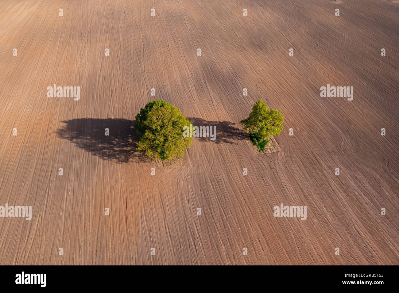 top down aerial view on a two trees in the middle of a cultivated field ...