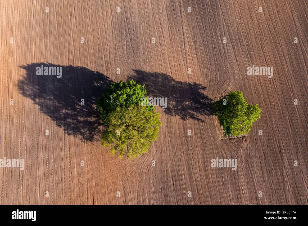 top down aerial view on a two trees in the middle of a cultivated field ...